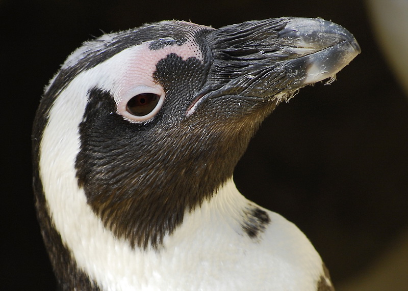 Tiere Zoo Wuppertal _DDB8338 Kopie.jpg - Zoo Wuppertal